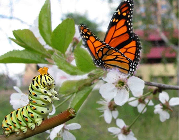 Гусениця і метелик - це як етнос і нація