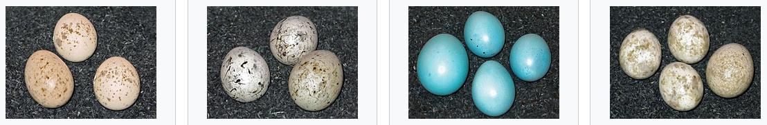 Маскування яєць зозулі для різних видів прийомних батьків 