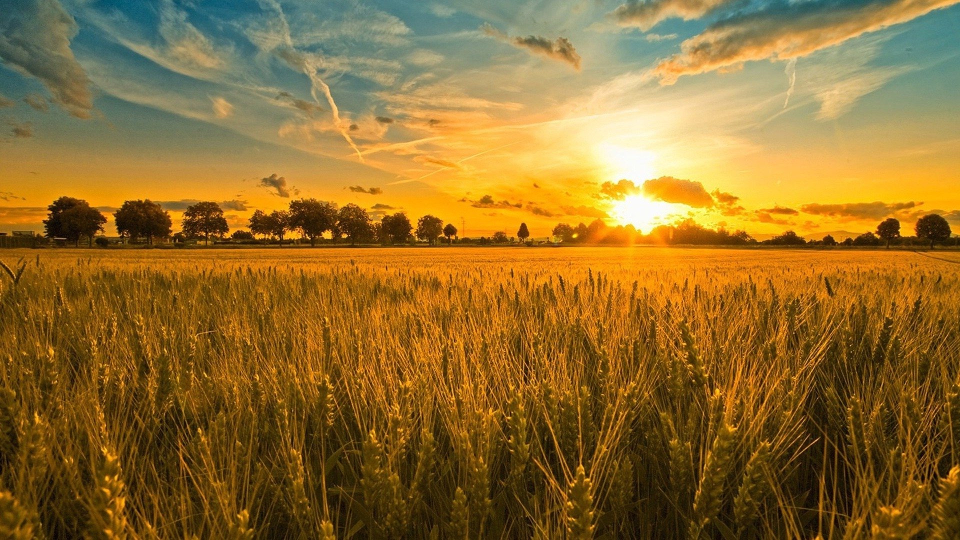 природа поле комбайн пшеница скачать