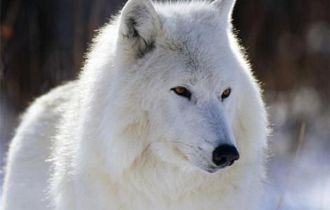 Славянская мифология. Белый волк