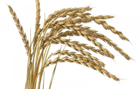 У древньої пшениці спельти — нове життя